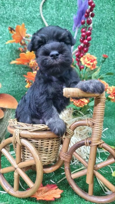 Цуценята цвергшнауцера