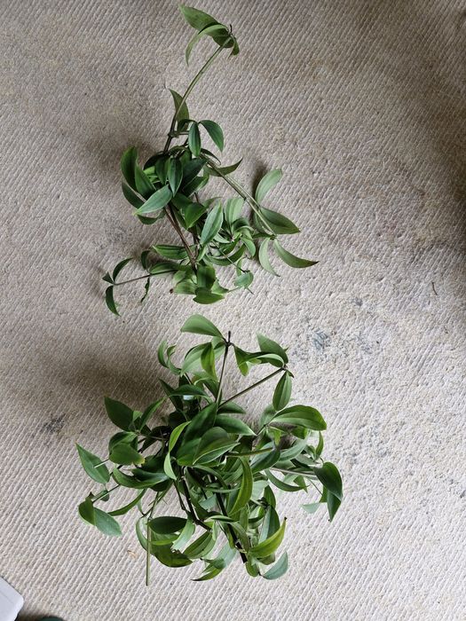 Peperomis, epipremnum,  hoja...