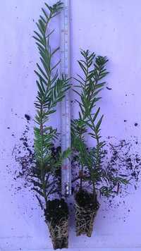 Cis Taxus Baccata w multiplacie sadzonki  Bełchatów Kurier