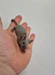 Blue burmese mysz rasowa