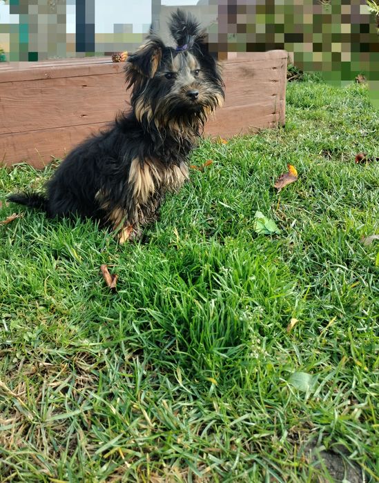Yorkshire terrier york piesek