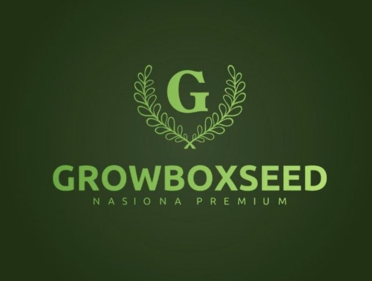 ‼️ Easy Sativa 20szt Feminizowane Nasiona Marihuany Growbox