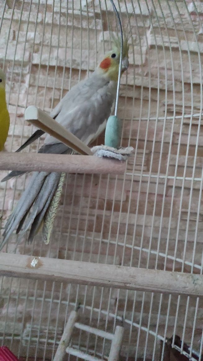 Папугай Корела з кліткою