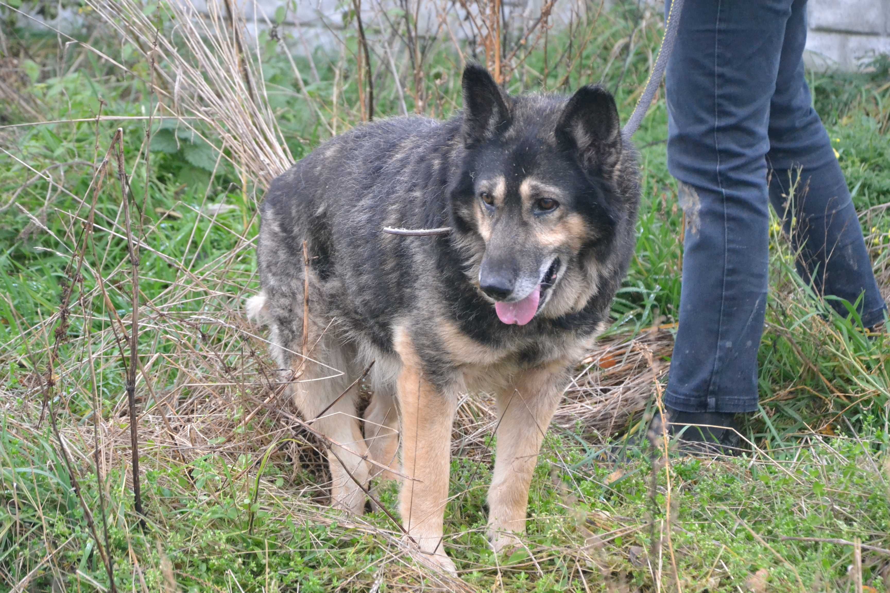 Szarik to 7-letni psiak, który waży około 15-20 kg.