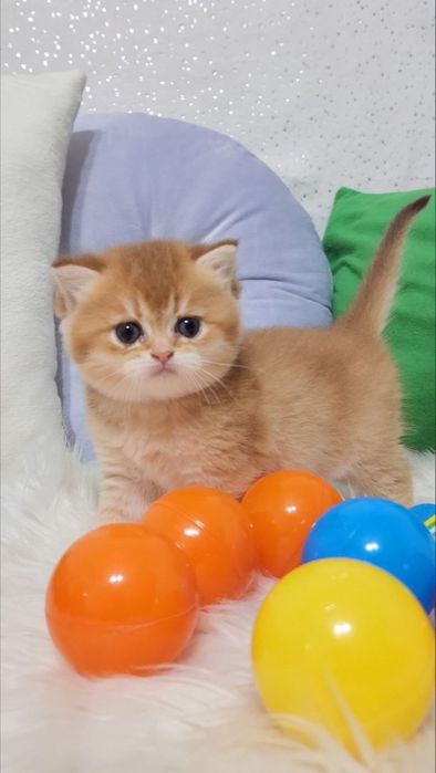 Малюки Шотландці золота шиншила 2 місяці