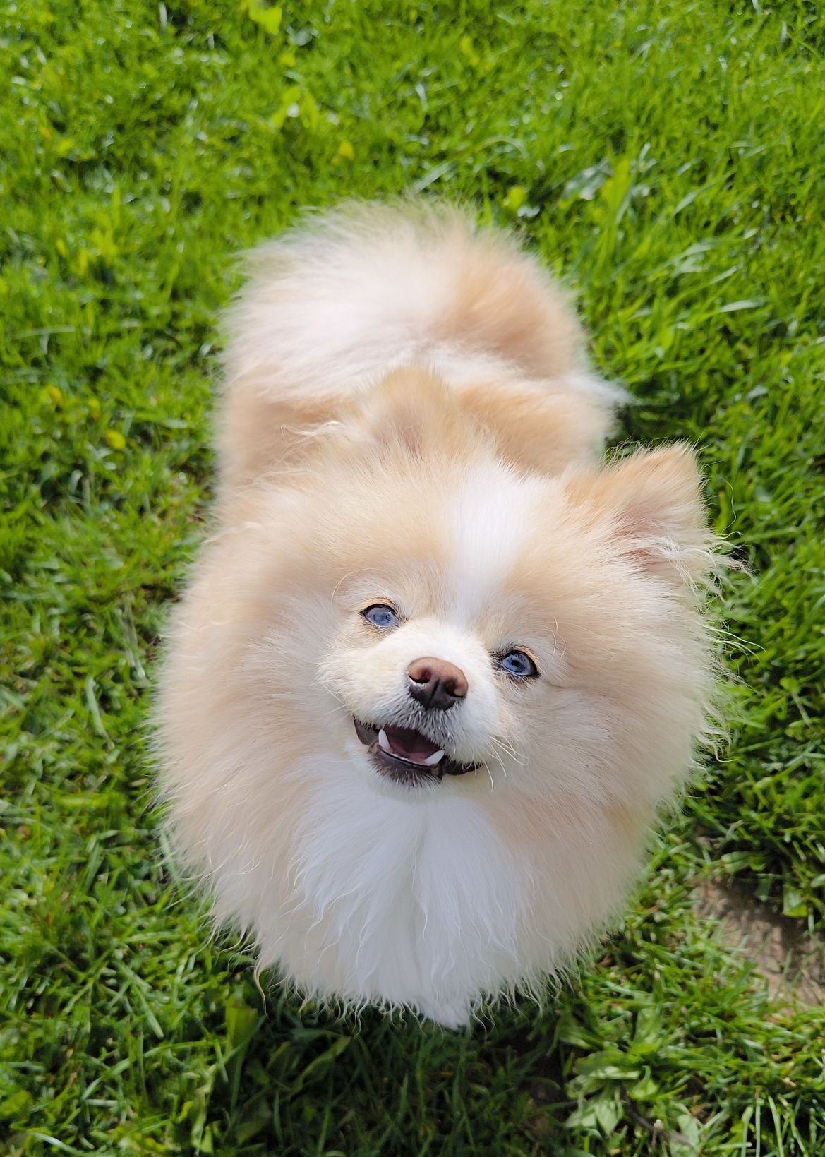 Szpic miniaturowy pies cream merle niebieskie oczy