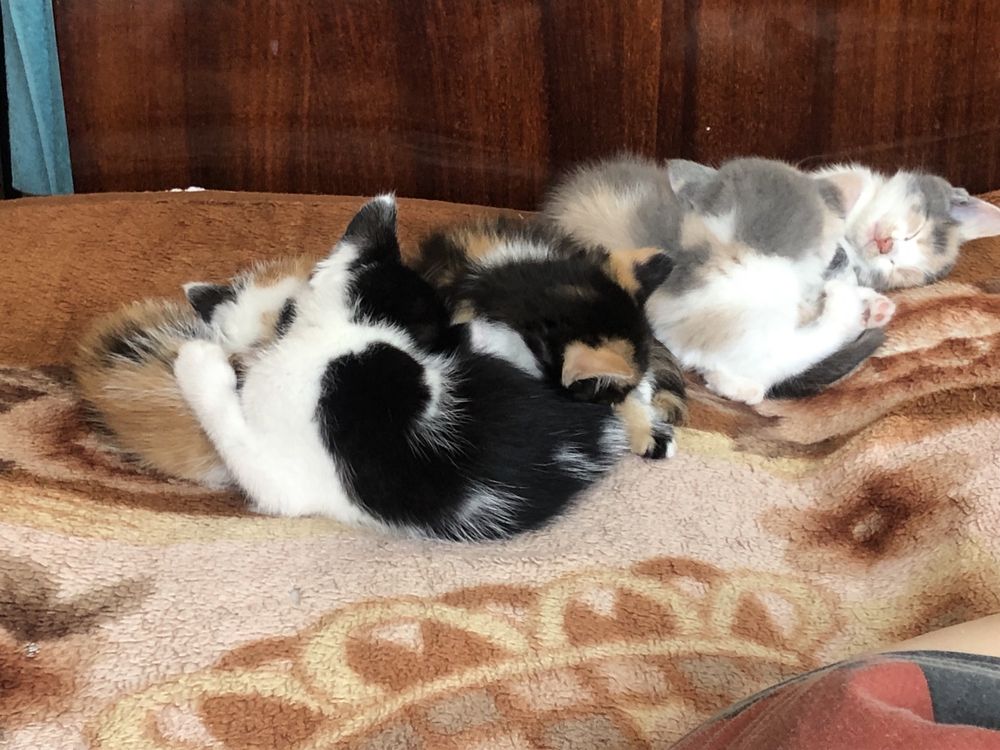 срочно,ищем дом котикам!!!