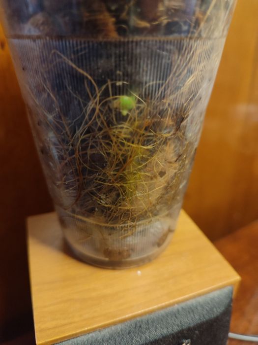 Детка орхидеи Jillion ( Джиллиан)