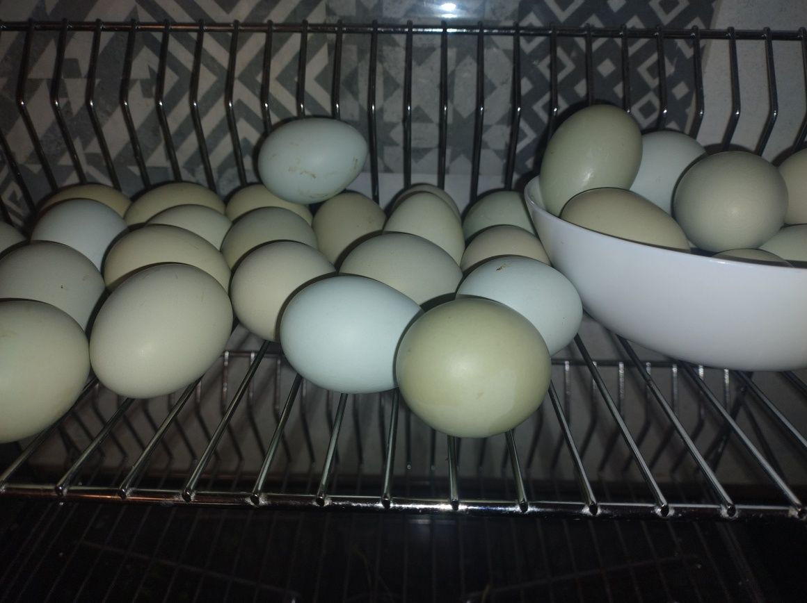 Jaja lęgowe od kur green Shell