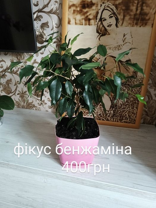 Комнатные цветы, монстера Драцена, Юка