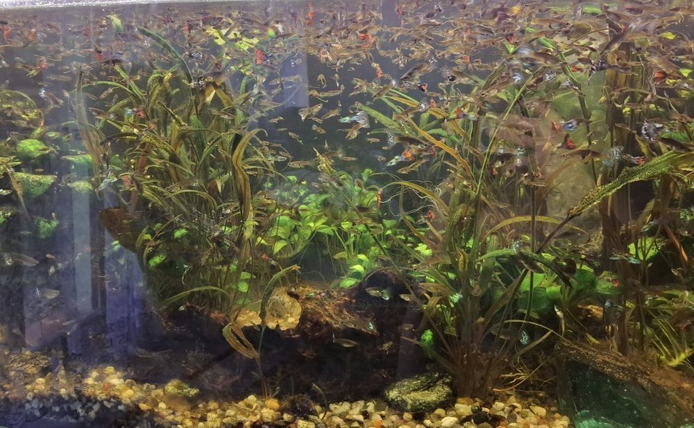 Sprzedam gupiki akwariowe