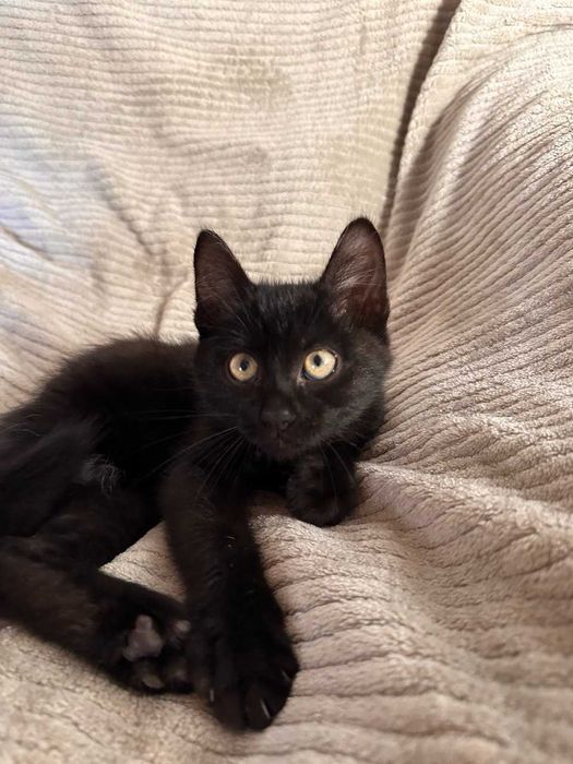 Шість кошенят усім по 2 місяці (котенок)