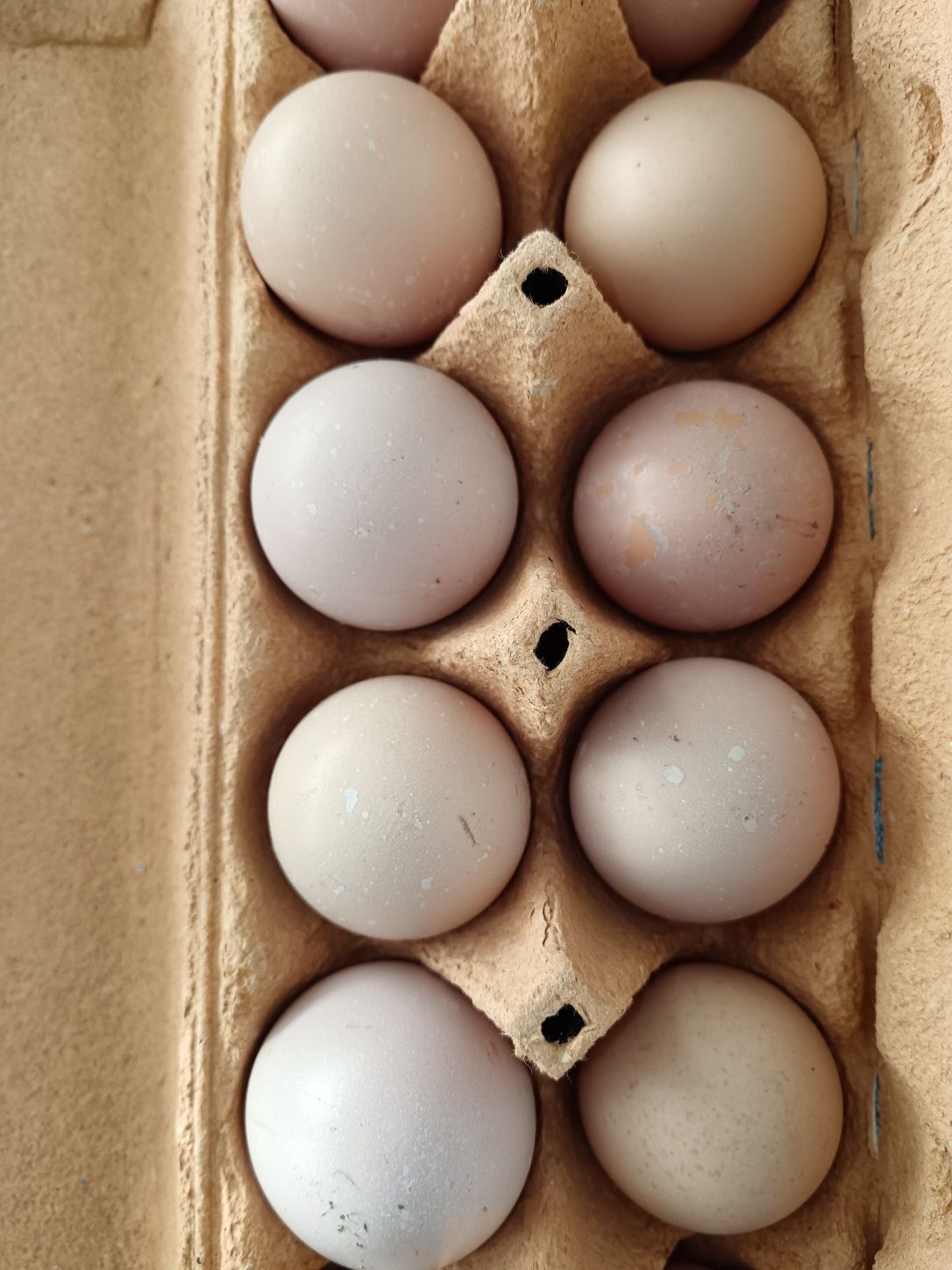 Ovos galados de galinha pedrês portuguesa