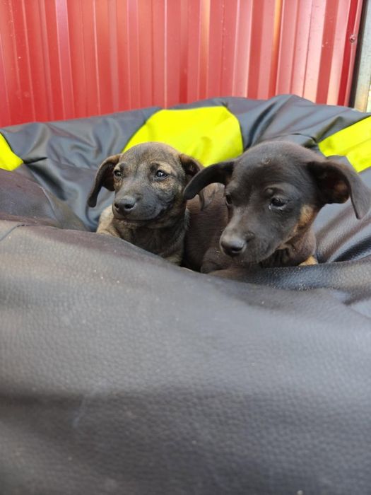 Oddam dwie suczki w dobre ręce