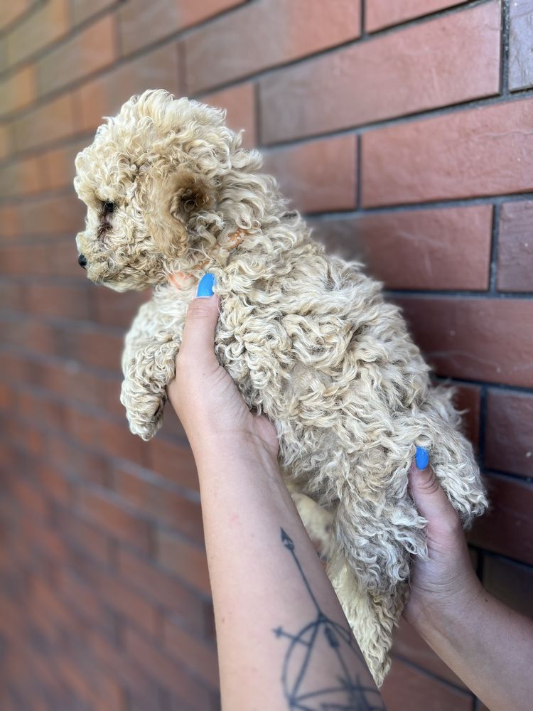 Bichpoo/Poochon/Maltipoo. Pudel/Bichon Frise