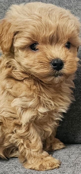 Maltipoo Pudel Toy Maltanczyl badania