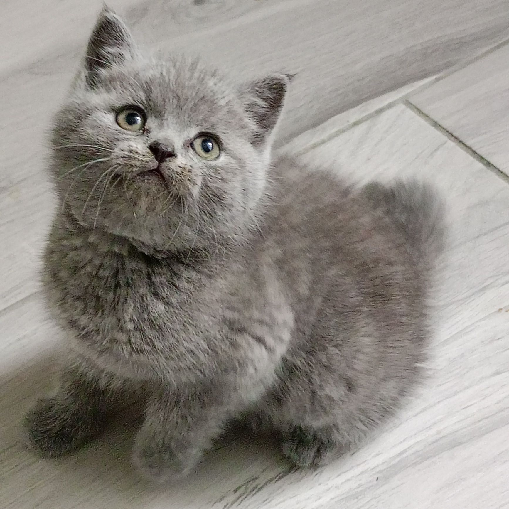 Piękny mięsisty kot brytyjski niebieski