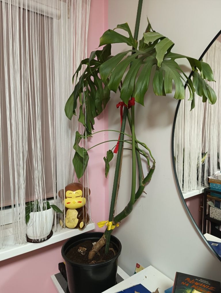 Monstera kwiat domowy 150cm