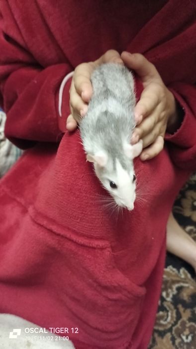 Гризуни джамбо, пацюки