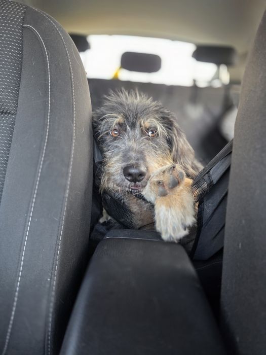 Czy bedzie musiał trafić do schroniska? 3 dom go porzucił