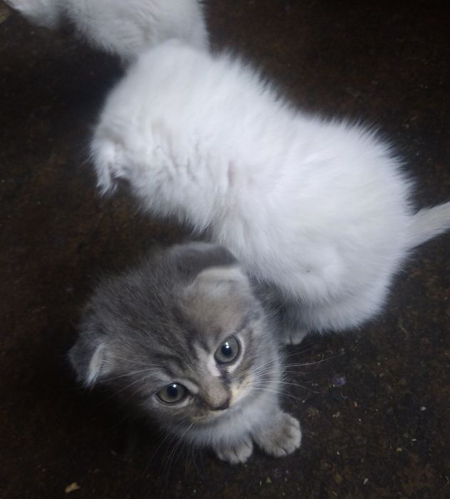 Котенята британські