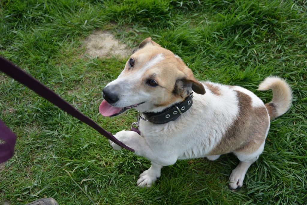Biały beżowy mały piesek do adopcji