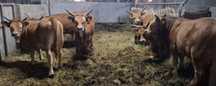 Vitelos e vacas barrosãs