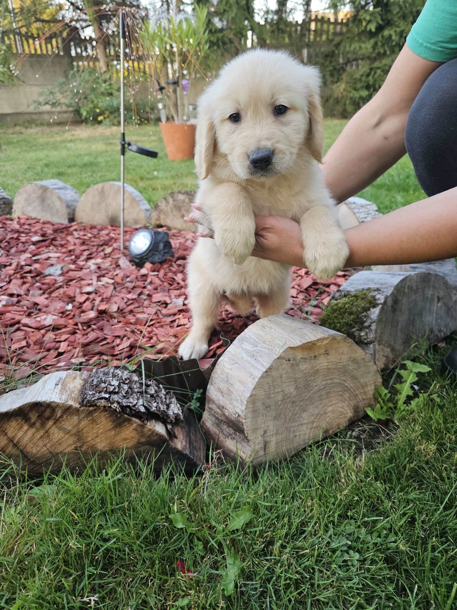 Golden Retriever szczeniak