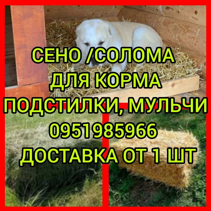 Сено СОБАКАМ для будки в тюках мешках, сіно горох с доставкой.
