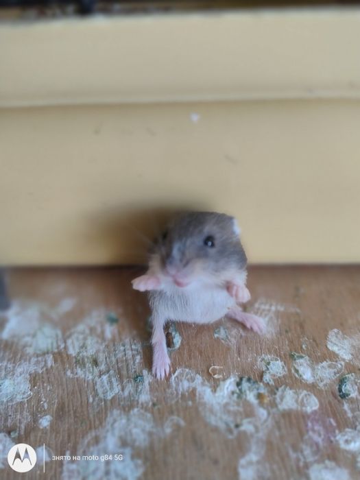 Джунгарики 20 вересня безкоштовно!!