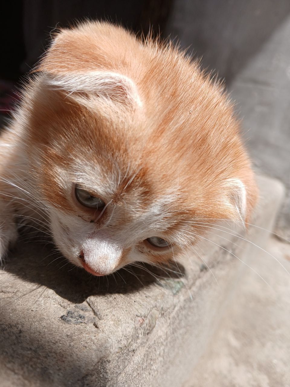 Вислоухий рыжий котенок