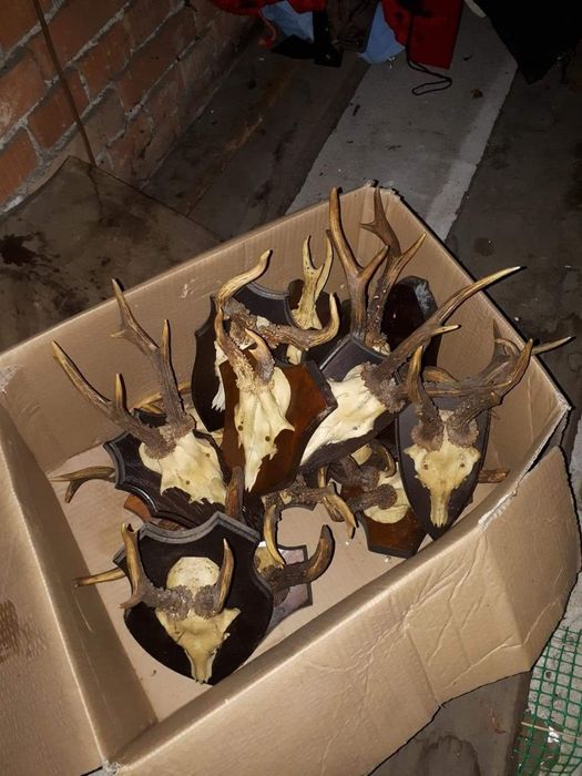 Sprzedam Poroża jelenia