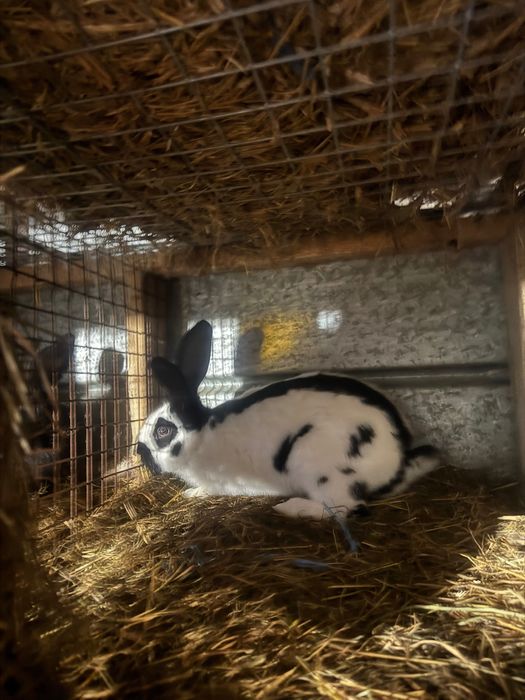 Królik srokacz olbrzymi