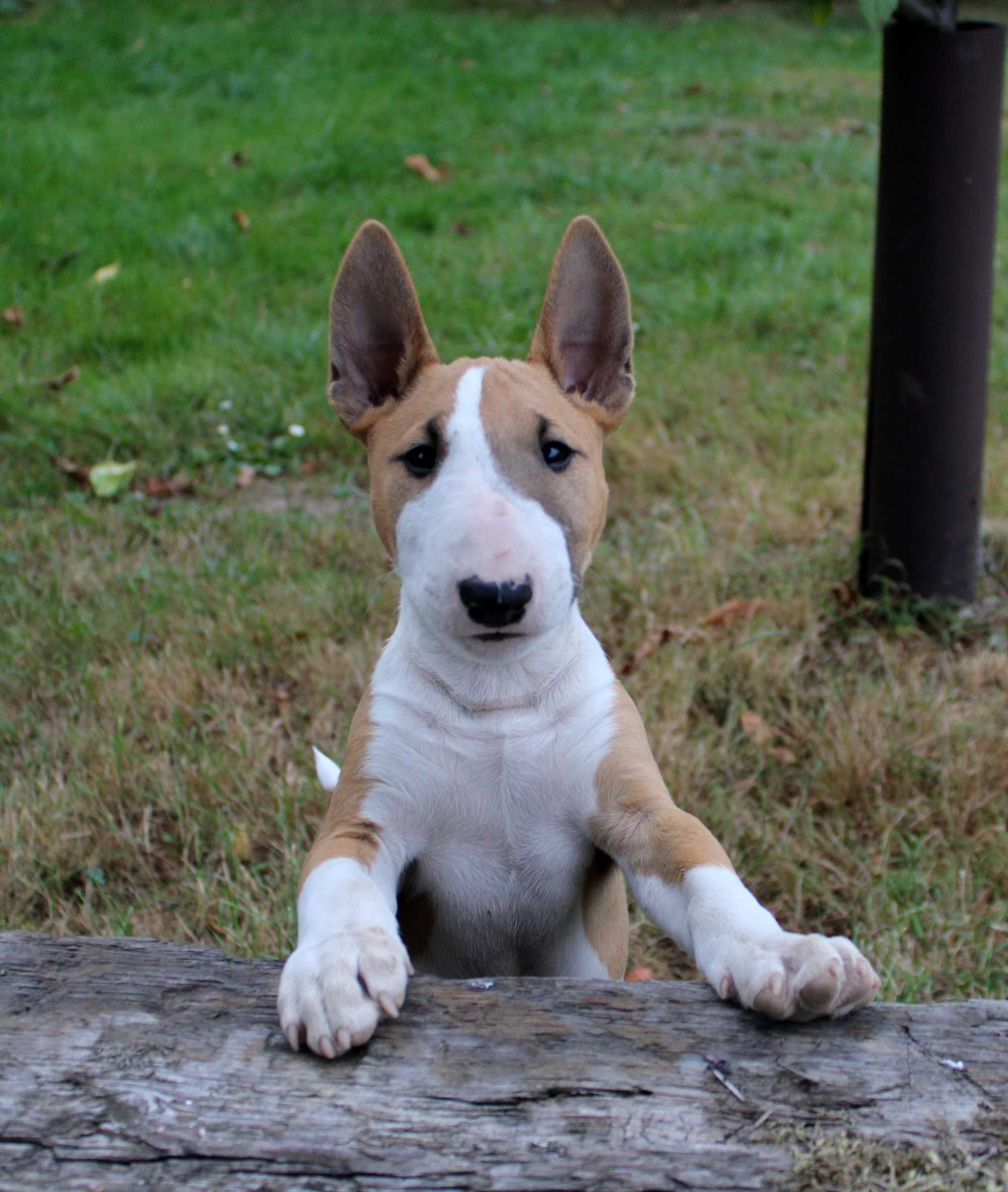 Bulterier miniaturowy, minibull TUTTI FRUTTI