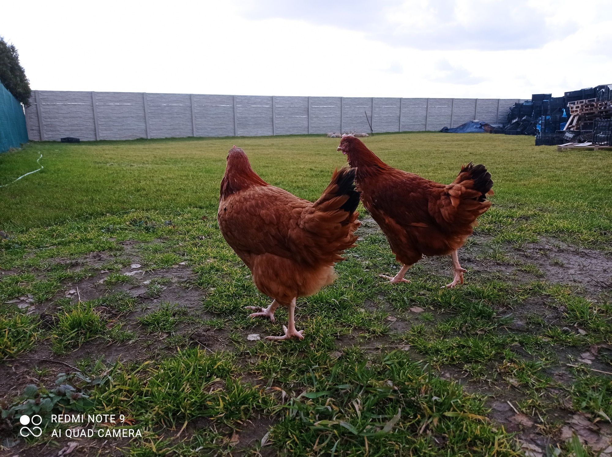 Kury Rossa młode kokoszki na jajko zielononóżki leghorn rosa nioski