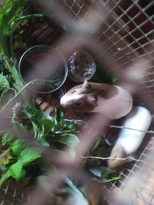 Віддам морських свинок