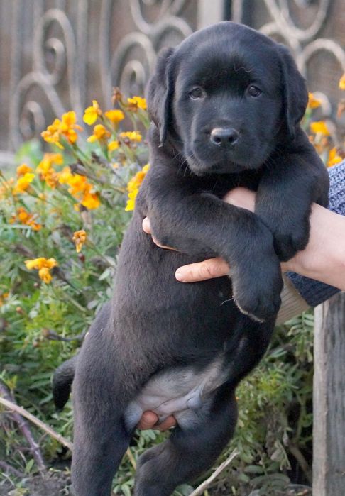 Лабрадор з документами КСУ