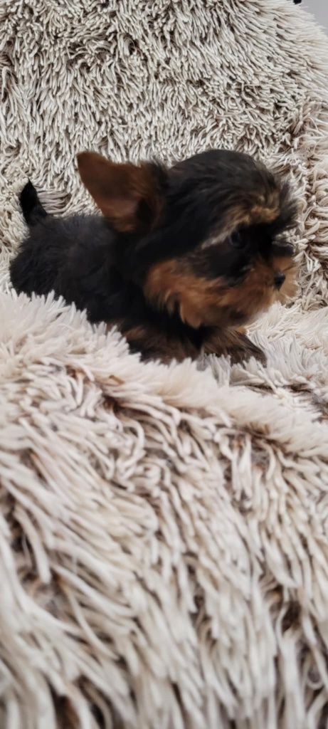 Yorkshire terrier  mini piesek z rodowodem