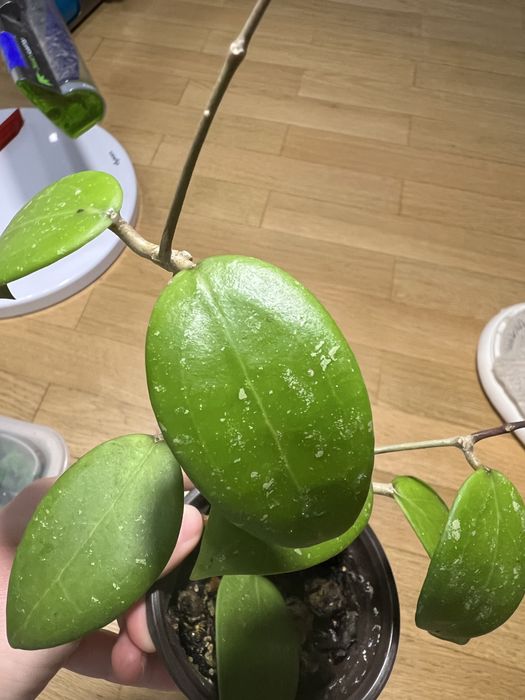 Hoya sp. 'Hat Som Paen'