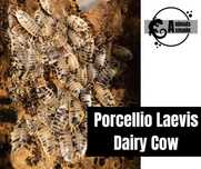 Isopody Porcellio Laevis Dairy Cow