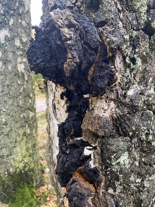 Błyskoporek podkorowy (Inonotus obliquus):