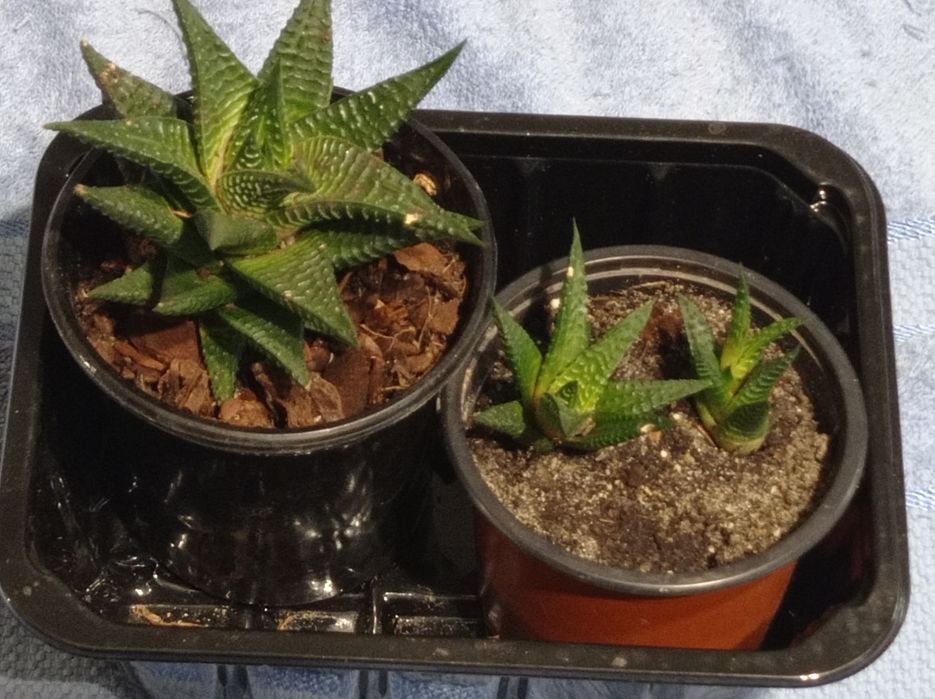 Хавортія сукулент