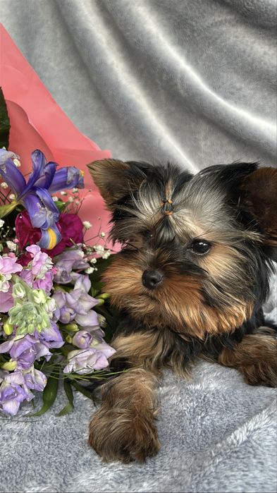 Yorkshire Terrier z rodowódem FCI piesek gotowy do odbioru