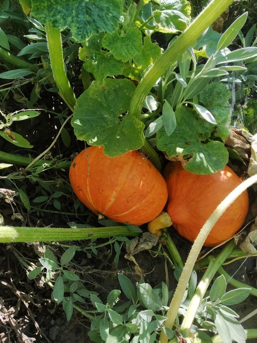 Семена тыквы Хоккайдо