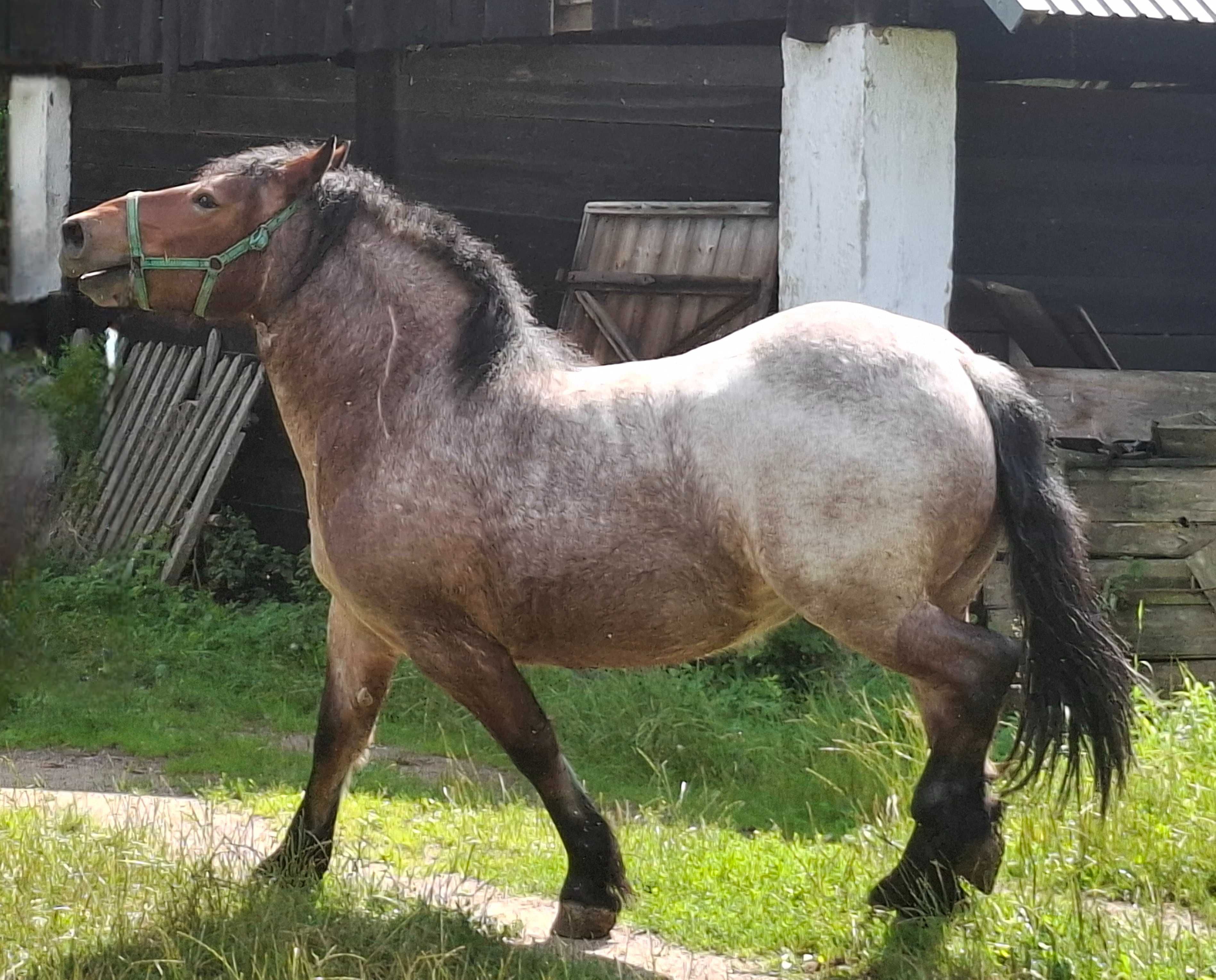 Sprzedam klacz pkz