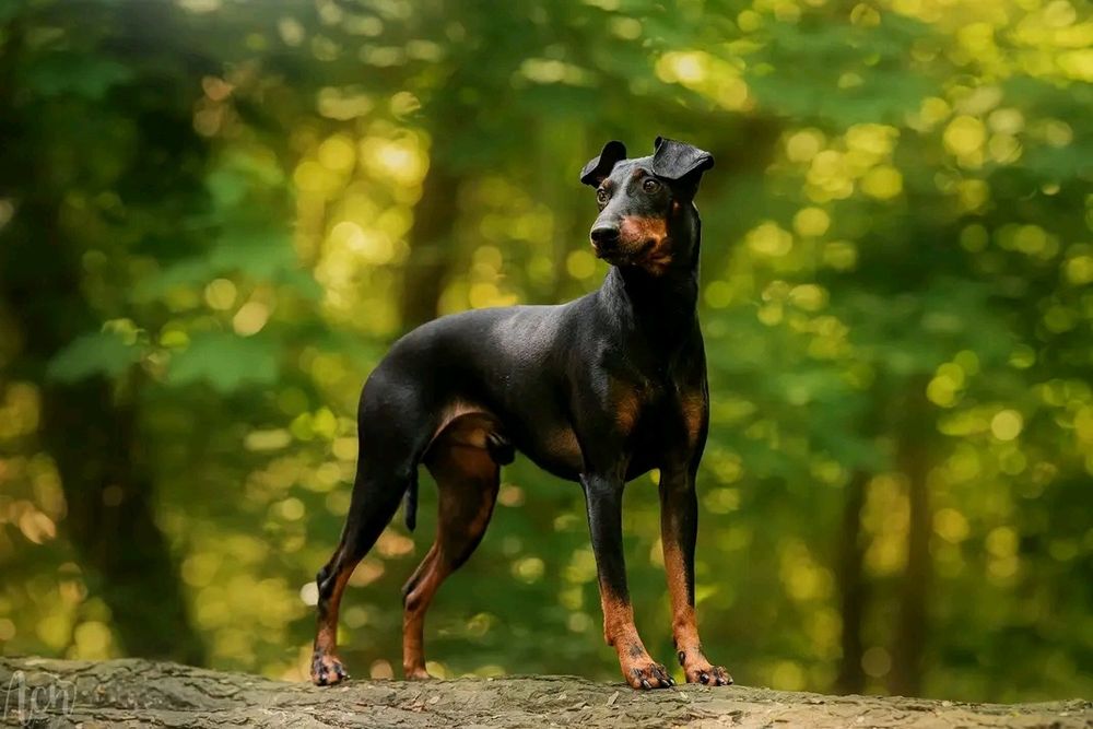 Manchester Terrier  ZKwP/FCI - zapowiedź miotu