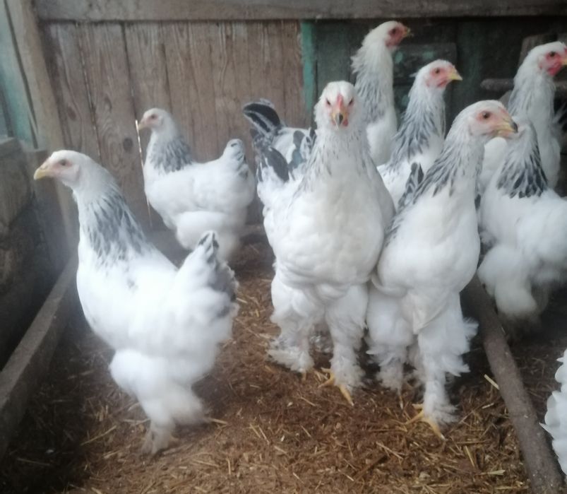 Продам півників  брама