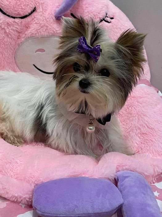 Śliczna mini suczka xxs laleczka Yorkshire terrier Mimi