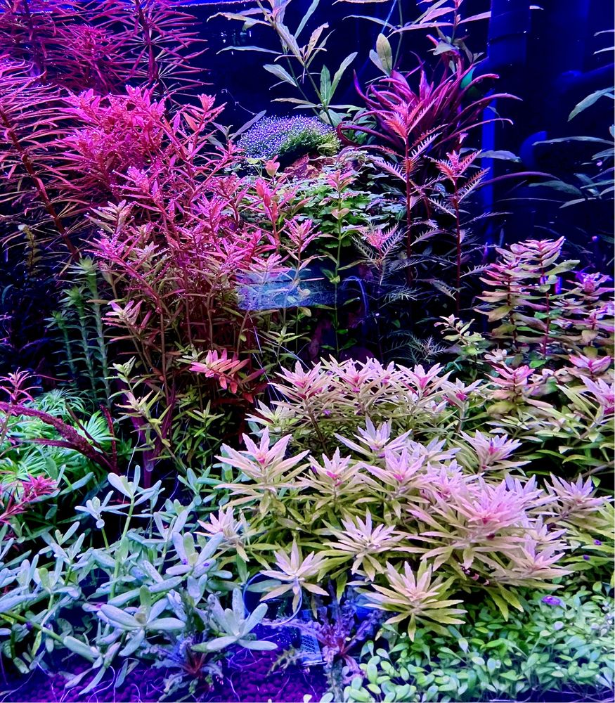 Rośliny akwariowe duży wybór