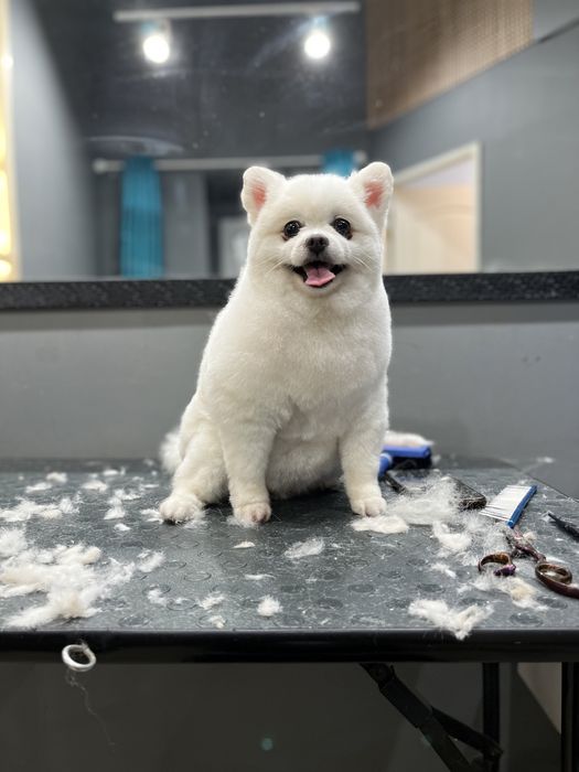 Стрижка собак  . УЗ чистка зубов.Центр города